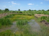 Non-productive small scale pond with aquatic weeds.