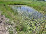 Pond lilies in small scale fish pond limit oxygen production