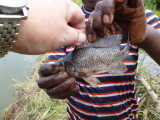 Mozambique tilapia from second set of SDAE Chibuto ponds