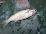 Mullet, possibly Liza macrolepis caught by cast net fisherman in Limpopo tributary