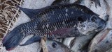 Mozambique Tilapia(Oreochromis mossambicus)
