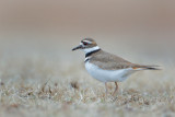 Killdeer