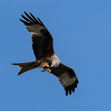 Red Kite with catch.- In Flight Meal