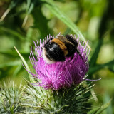 Busy Bee