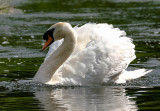 Swan on the River Test in Hampshire