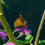 Silver-washed Fritillary - Argynnis paphia