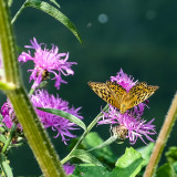 Silver-washed Fritillary - Argynnis paphia