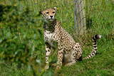 Cheetah (Acinonyx jubatus)