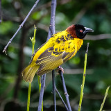 Weaver birds, also known as weaver finches