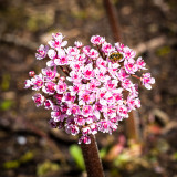 RHS Rosemoor