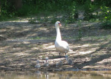 Swan and babies 0168