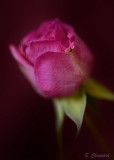 Petite rose - Rose