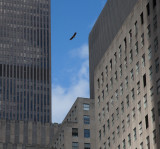 Eagle in NY.jpg