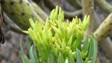 Kleinia neriifolia (Senecio kleinia)