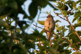 Common Rosefinch (Carpodacus erythrinus)