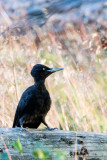 Black Woodpecker (Dryocopus martius)