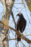 Changeable Hawk-Eagle (Nisaetus cirrhatus)