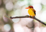 Rufous-backed Dwarf Kingfisher (Ceyx rufidorsa)