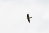 Edible-nest Swiftlet (Aerodramus fuciphagus)