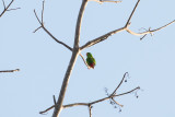 Javan Hanging Parrot (Loriculus pusillus)