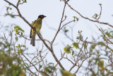 Timor Figbird (Sphecotheres viridis)