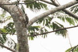 Sunda Pygmy Woodpecker (Picoides moluccensis)