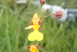 Orchid sp.