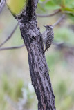 Checkered Woodpecker (Veniliornis mixtus)