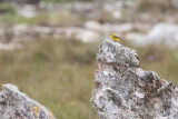 Stripe-tailed Yellow Finch (Sicalis citrina)