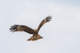 Black Kite (Milvus migrans lineatus)