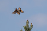 Naumanns Thrush (Turdus naumanni)