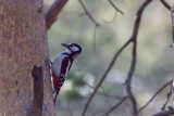 Great Spotted Woodpecker (Dendrocopos major brevirostris)