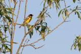 Yellow-breasted Bunting (Emberiza aureola aureola)