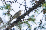 Olive-backed Pipit (Anthus hodgsoni yunnanensis)