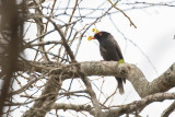 Gabela Helmetshrike (Prionops gabela)