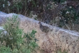 Swierstra's Spurfowl (Pternistis swierstrai)