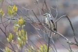White-bellied Barbet (Lybius leucogaster)
