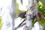 Bar-winged Wood Wren (Henicorhina leucoptera)