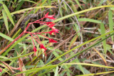 Begonia sp.