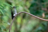 Greenish Puffleg (Haplophaedia aureliae cutucuensis)