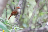 Line-cheeked Spinetail (Cranioleuca antisiensis baroni)