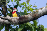 Scarlet-banded Barbet (Capito wallacei)