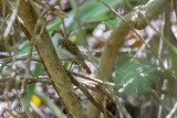 White-browed Antbird (Myrmoborus leucophrys leucophrys)