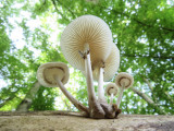 Oudemansiella mucida - Porseleinzwam - Porcelain Fungus