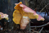 Tricholomopsis rutilans - Koningsmantel - Plums and Custard