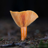 Lactarius deterrimus - Peenrode Melkzwam - False Saffron Milkcap