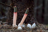 Mutinus ravenelii - Roze Stinkzwam - Rosy Stinkhorn