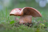 Cortinarius largus - Bruine Kleibosgordijnzwam