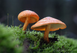 Pholiota flammans - Goudgele Bundelzwam - Flaming Scalycap