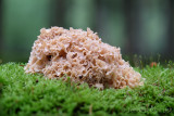 Sparassis crispa - Grote Sponszwam - Cauliflower Mushroom